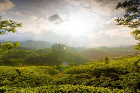 10 Best Places to Visit in Munnar 2024 for International Travelers