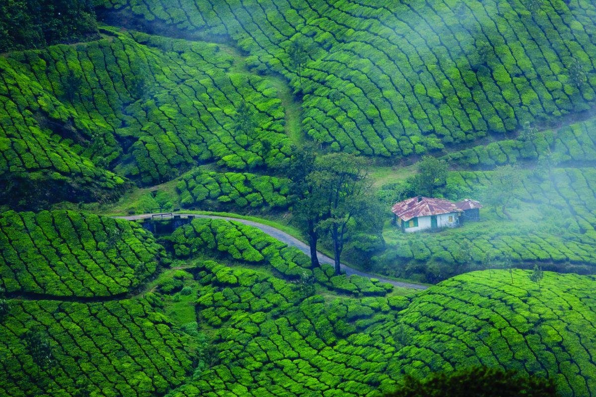 Munnar landscape view on Kochi Munnar tour package